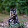 cat, tortoiseshell_cat, animal, pet, feline, portrait, outdoor, forest, woodland, greenery, grass, flowers, purple_flowers, sitting, staring, blue_eyes, fur, whiskers, nature, bokeh