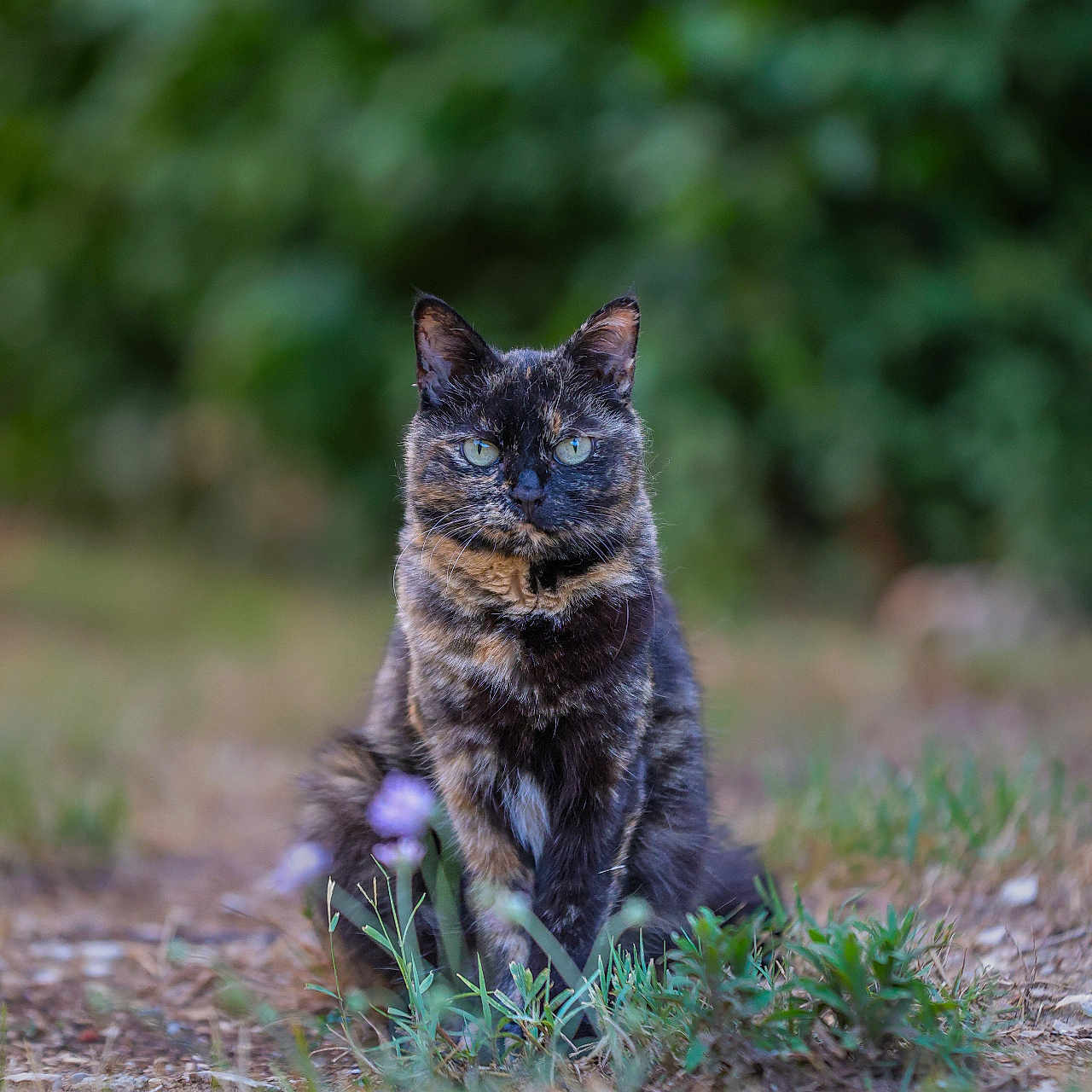 Pompom a rejoint le concours — aidez-le/la à gagner de superbes lots ! cat, tortoiseshell_cat, animal, pet, feline, portrait, outdoor, forest, woodland, greenery, grass, flowers, purple_flowers, sitting, staring, blue_eyes, fur, whiskers, nature, bokeh