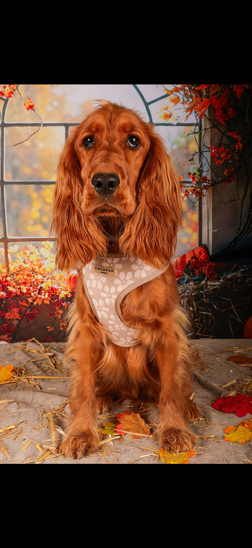 Vaïa participe au concours pour gagner de l'argent avec cette photo : attentive, autumn, canine, cozy, cute, decor, dog, fall_leaves, fur, golden_brown, harness, indoor, orange, pet, portrait, red, seasonal, sitting, window, yellow