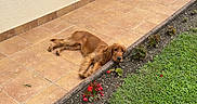 Vaïa a rejoint le concours — aidez-le/la à gagner de superbes lots ! beige_wall, brown_dog, daylight, dog, garden_bed, grass, green_plants, home_exterior, house, lying_down, nature, outdoor, patio, pet, plants, red_flowers, relaxed, tile_floor, window, wooden_shutters