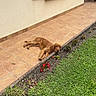 beige_wall, brown_dog, daylight, dog, garden_bed, grass, green_plants, home_exterior, house, lying_down, nature, outdoor, patio, pet, plants, red_flowers, relaxed, tile_floor, window, wooden_shutters