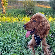 Vaïa a rejoint le concours — aidez-le/la à gagner de superbes lots ! animal, blue_sky, canine, dog, field, golden_retriever, grass, greenery, happy, landscape, leash, long_ears, nature, outdoor, pet, playing, summer, sunlight, tongue_out, wildflowers