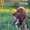 animal, blue_sky, canine, dog, field, golden_retriever, grass, greenery, happy, landscape, leash, long_ears, nature, outdoor, pet, playing, summer, sunlight, tongue_out, wildflowers