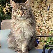 Olympe a rejoint le concours — aidez-le/la à gagner de superbes lots ! cat, fluffy, long_hair, green_eyes, table, outdoor, stone_wall, garden_tools, plant, chair, pet, animal, fur, face, whiskers, paws, nature, sunlight, calm, sitting