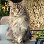 cat, fluffy, long_hair, green_eyes, table, outdoor, stone_wall, garden_tools, plant, chair, pet, animal, fur, face, whiskers, paws, nature, sunlight, calm, sitting