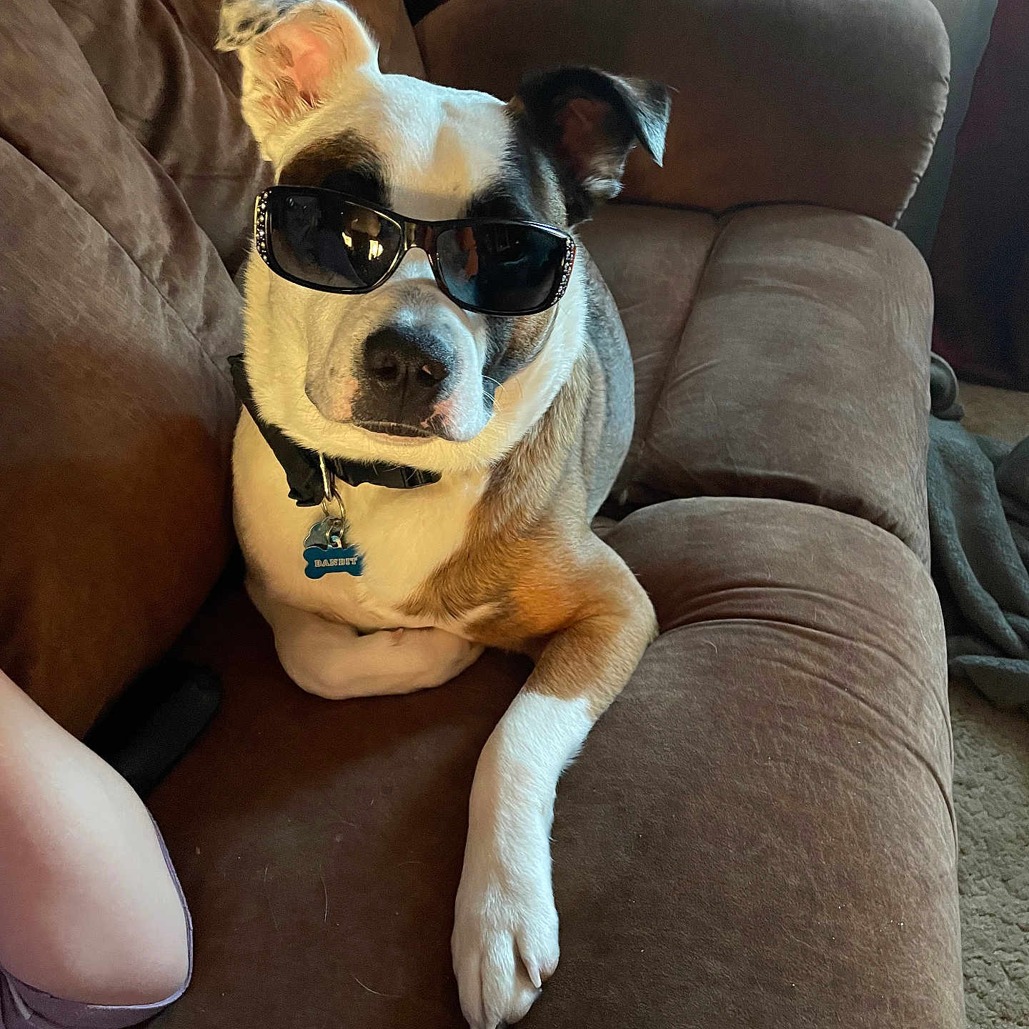 Bandit joined the competition — help win amazing prizes! accessories, animal, architecture, building, bulldog, canine, couch, cup, cushion, dog, furniture, glasses, homedecor, indoors, interiordesign, livingroom, pet, puppy, room, sunglasses