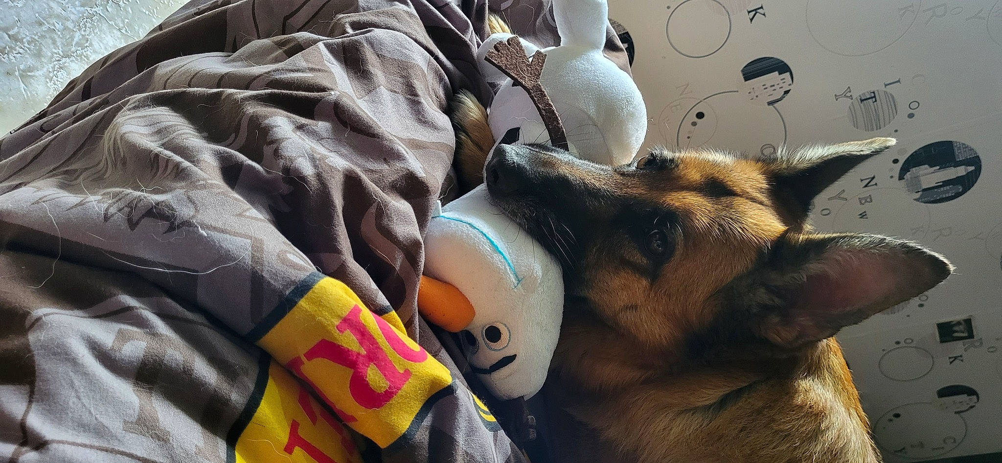 Nalha a rejoint le concours — aidez-le/la à gagner de superbes lots ! bag, canidae, carnivore, comfort, companion_dog, dog, dog_breed, dog_supply, fashion_accessory, fawn, fur, leash, linens, luggage_and_bags, paw, personal_protective_equipment, snout, sporting_group, wildlife, working_animal