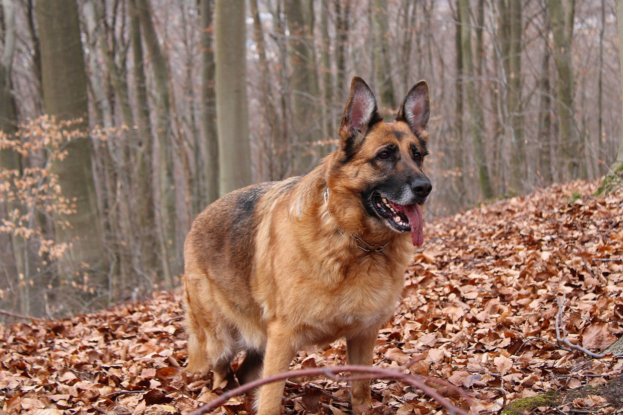 Nalha participe au concours pour gagner de l'argent avec cette photo : canidae, carnivore, collar, dog, dog_breed, dog_hiking, east_european_shepherd, fawn, german_shepherd_dog, herding_dog, king_shepherd, old_german_shepherd_dog, plant, snout, soil, sporting_group, terrestrial_animal, tree, woodland, working_dog