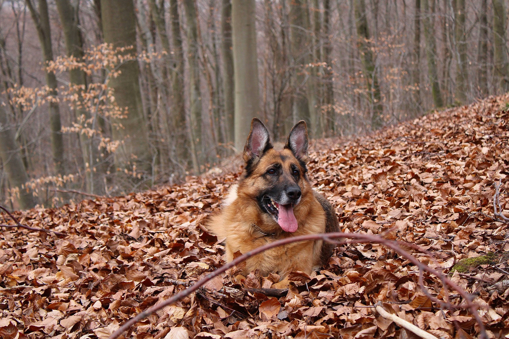 Nalha a rejoint le concours — aidez-le/la à gagner de superbes lots ! canidae, canis, carnivore, dog, dog_breed, east_european_shepherd, fawn, forest, german_shepherd_dog, old_german_shepherd_dog, plant, snout, soil, sporting_group, terrestrial_animal, tree, trunk, wildlife, wood, woodland