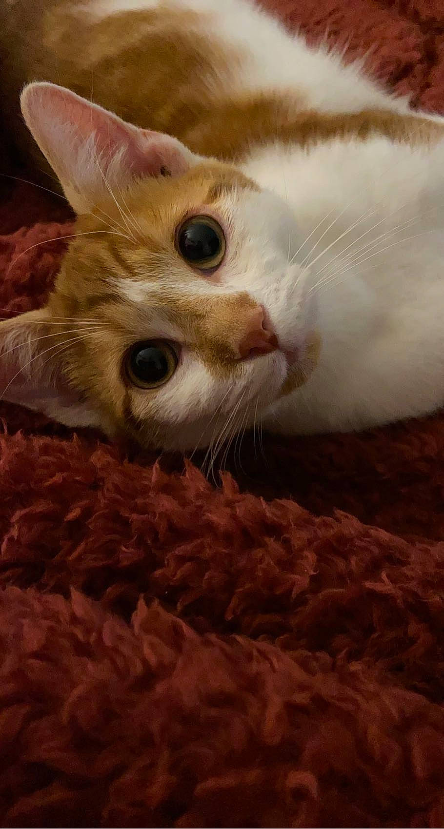 Groot a rejoint le concours — aidez-le/la à gagner de superbes lots ! carnivore, cat, claw, domestic_short_haired_cat, eye, fawn, felidae, fur, paw, small_to_medium_sized_cats, snout, tail, whiskers, wood