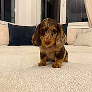 Arnold a rejoint le concours — aidez-le/la à gagner de superbes lots ! puppy, dog, cute, small, brown, fur, eyes, pet, indoors, blanket, cushion, window, cozy, home, animal, portrait, sitting, young, face, curious