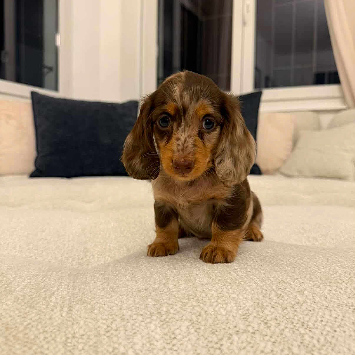 Arnold a rejoint le concours — aidez-le/la à gagner de superbes lots ! puppy, dog, cute, small, brown, fur, eyes, pet, indoors, blanket, cushion, window, cozy, home, animal, portrait, sitting, young, face, curious