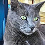 cat, grey_cat, close_up, green_eyes, whiskers, fur, pet, animal, domestic_cat, relaxed, indoor, bench, blue_object, portrait, feline, cute, whiskers_visible, looking_away, soft_fur, calm