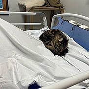 Miss-Tigrie participe au concours pour gagner de l'argent avec cette photo : cat, tabby, bed, hospital_bed, white_sheets, blue_bed_frame, stuffed_elephant, teddy_bear, blanket, wooden_table, window, indoor, animal, resting, fur, sleeping, cozy, quiet, domestic, pet