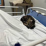 cat, tabby, bed, hospital_bed, white_sheets, blue_bed_frame, stuffed_elephant, teddy_bear, blanket, wooden_table, window, indoor, animal, resting, fur, sleeping, cozy, quiet, domestic, pet