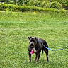 animal, backyard, black_dog, canine, collar, daylight, dog, garden, grass, greenery, hedge, lawn, leash, outdoor, park, pet, pink_tag, portrait, standing, trees