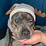 Bulma a rejoint le concours — aidez-le/la à gagner de superbes lots ! antlers, bed, bedroom, blanket, christmas, close_up, dog, eyes, face, flash_photography, hand, holiday, indoor, nose, paw, person, pet, portrait, reindeer_hat, winter