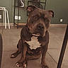 brown_dog, brown_fur, canine, close_up, collar, dog, figurines, furniture, head_tilt, home, indoor, living_room, pet, pit_bull, portrait, shelves, sitting, table_leg, tile_floor, white_chest