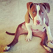 Groot joined the competition — help win amazing prizes! animal, blue_eyes, brown, canine, collar, cute, dog, domestic_animal, ears, floor, indoor, looking_up, paw, pet, puppy, sitting, snout, tile_floor, white, young_dog