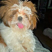 Zeppelin joined the competition — help win amazing prizes! animal, companion, cuddly, curly_fur, cute, dog, domestic_animal, fluffy, friendly, fur, furry, indoor, mammal, nose, paw, pet, playful, puppy, small_dog, tongue_out