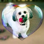 Sophie joined the competition — help win amazing prizes! adorable, animal, blurred_background, bubble, collar, cute, decorative, dog, flower, fur, heart, indoor, love, pet, playful, portrait, romantic, rose, small_dog, white_dog