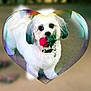 adorable, animal, blurred_background, bubble, collar, cute, decorative, dog, flower, fur, heart, indoor, love, pet, playful, portrait, romantic, rose, small_dog, white_dog