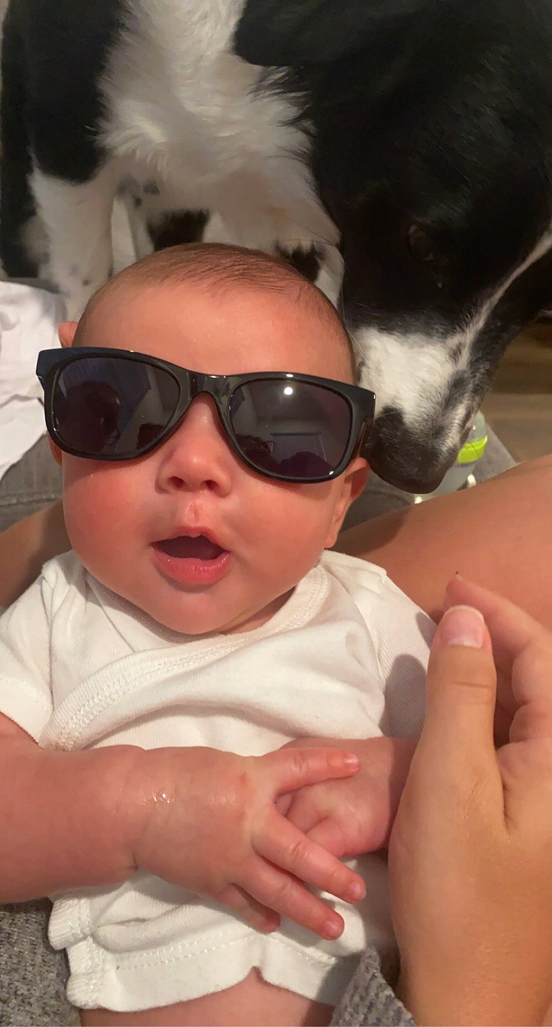 Graham joined the competition — help win amazing prizes! cheek, dog, eye, eyebrow, eyewear, face, gesture, glasses, goggles, hair, hairstyle, hand, head, mammal, mouth, nose, person, skin, sunglasses, vision_care