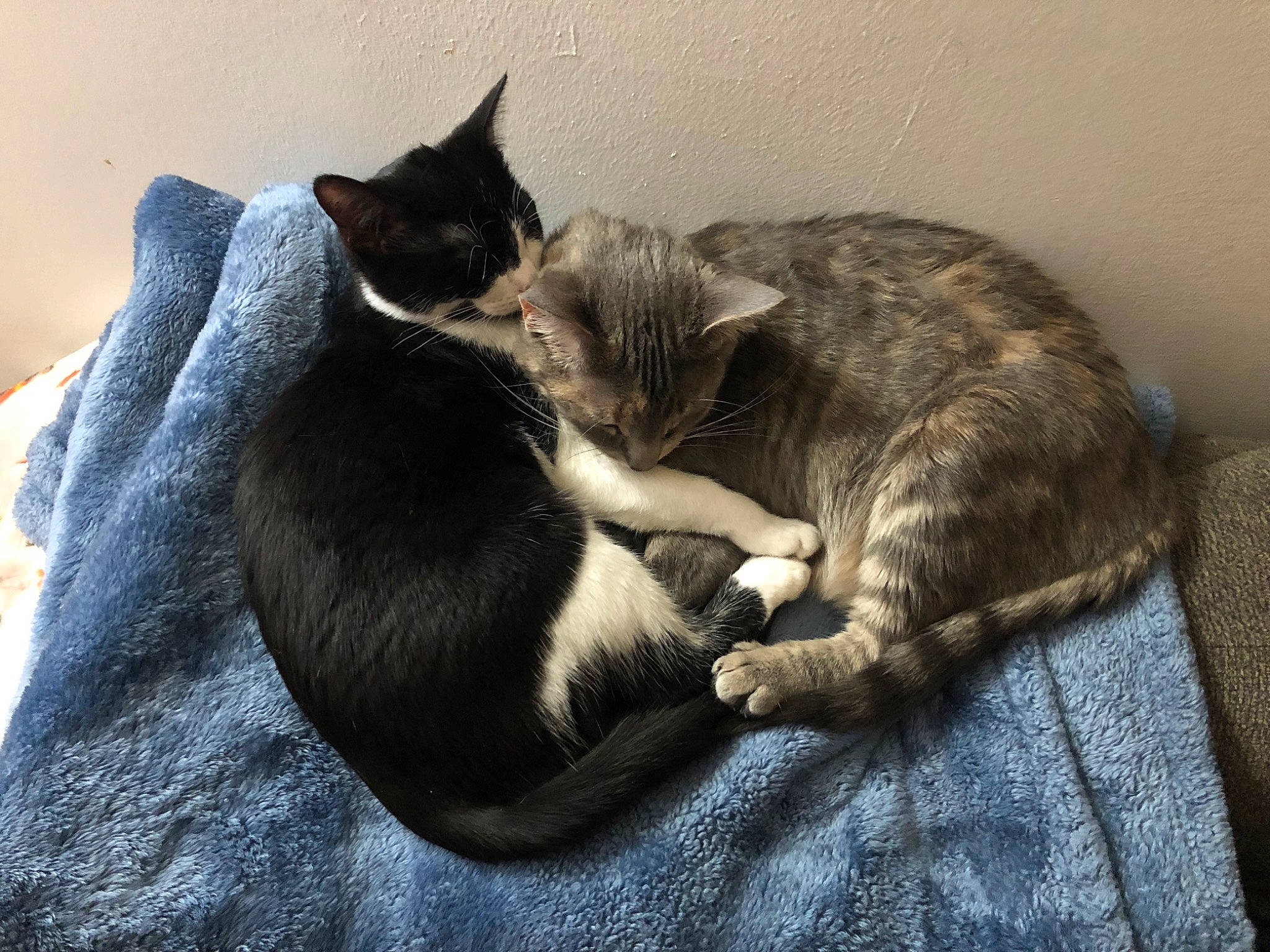 Chichi joined the competition — help win amazing prizes! black_cat, carnivore, cat, claw, comfort, domestic_short_haired_cat, ear, felidae, fur, grey, nap, paw, sitting, sleep, small_to_medium_sized_cats, snout, tail, whiskers