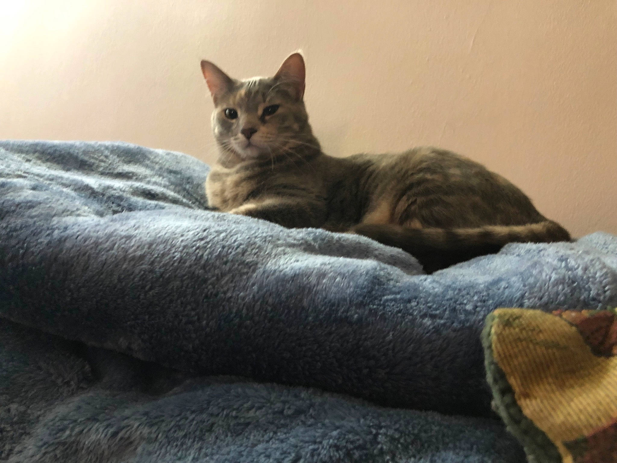 Chichi is registered to the contest to win money with this photo: bed, carnivore, cat, cat_supply, comfort, domestic_short_haired_cat, fawn, felidae, fur, grey, linens, paw, sand, sitting, small_to_medium_sized_cats, snout, tail, terrestrial_animal, whiskers, wildlife