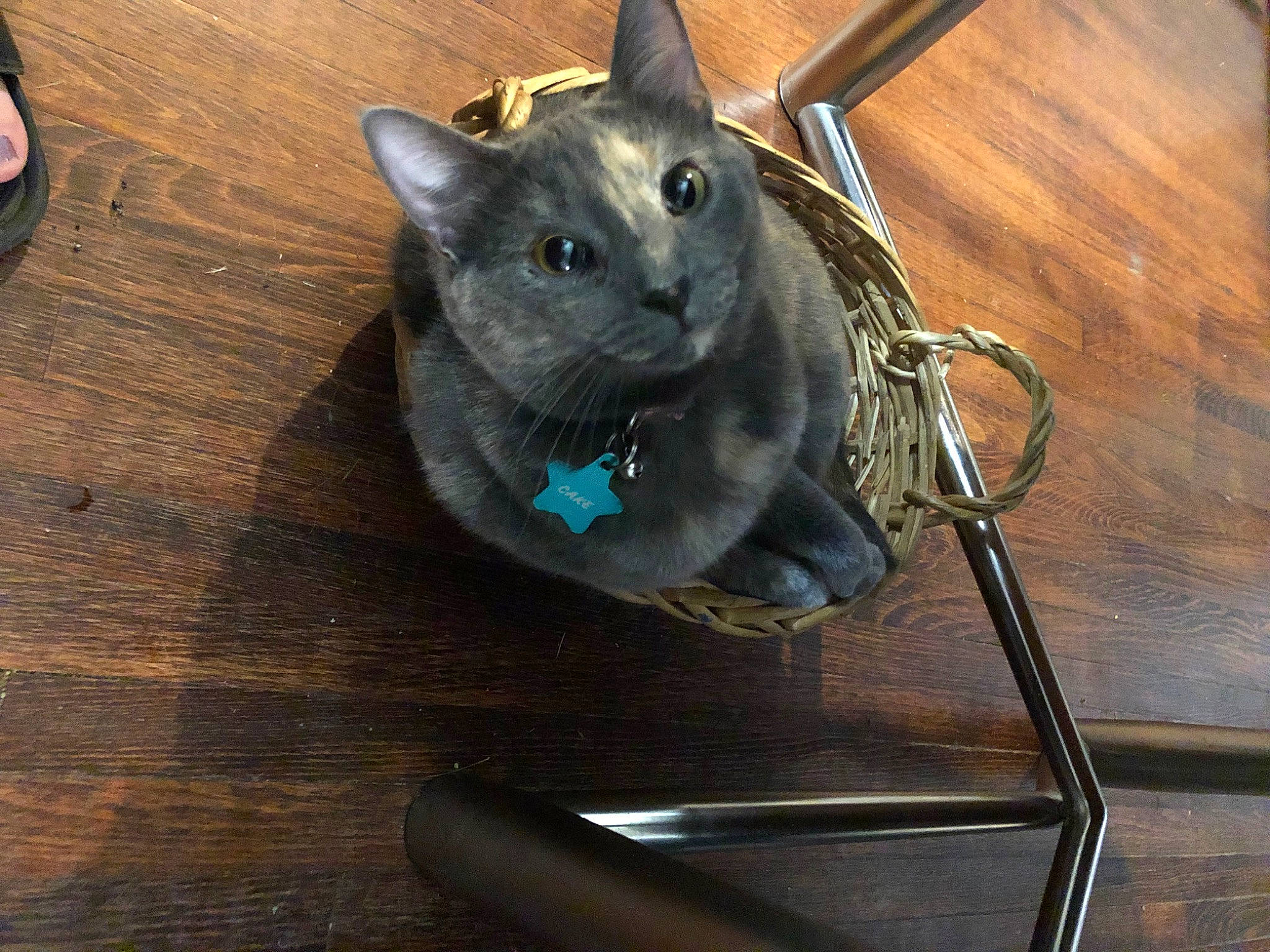 Cake joined the competition — help win amazing prizes! black_cat, carnivore, cat, cat_supply, domestic_short_haired_cat, electric_blue, felidae, flooring, fur, grey, hardwood, russian_blue, small_to_medium_sized_cats, snout, tail, varnish, whiskers, window, wood, wood_stain