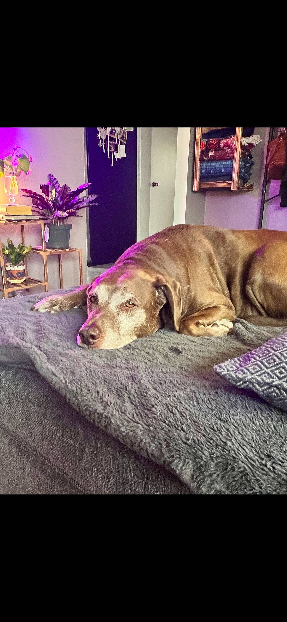 Sophie joined the competition — help win amazing prizes! carnivore, comfort, companion_dog, dog, dog_breed, event, fawn, floor, flooring, fur, houseplant, linens, liver, magenta, plant, purple, snout, sporting_group, working_animal, wrinkle