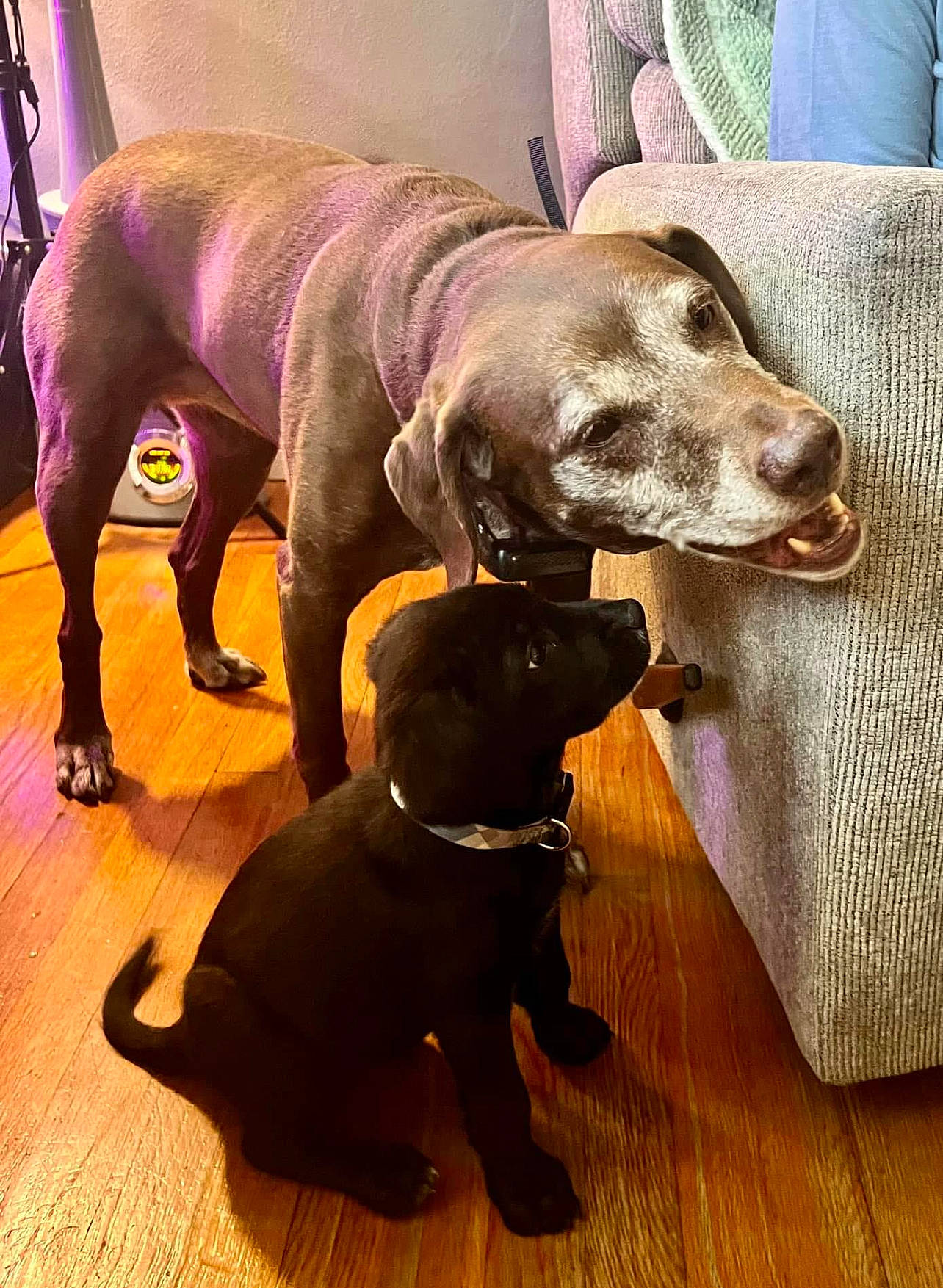 Sophie is registered to the contest to win money with this photo: carnivore, collar, comfort, companion_dog, dog, dog_breed, dog_collar, dog_supply, fawn, floor, flooring, gun_dog, hardwood, laminate_flooring, liver, pet_supply, snout, tail, wood, working_animal