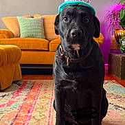 Bubba is registered to the contest to win money with this photo: dog, birthday_hat, cake, candle, living_room, rug, couch, wall_art, plant, table, celebration, pet, indoor, black_dog, furniture, decor, collar, floor, colorful, cute