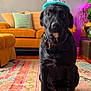 dog, birthday_hat, cake, candle, living_room, rug, couch, wall_art, plant, table, celebration, pet, indoor, black_dog, furniture, decor, collar, floor, colorful, cute