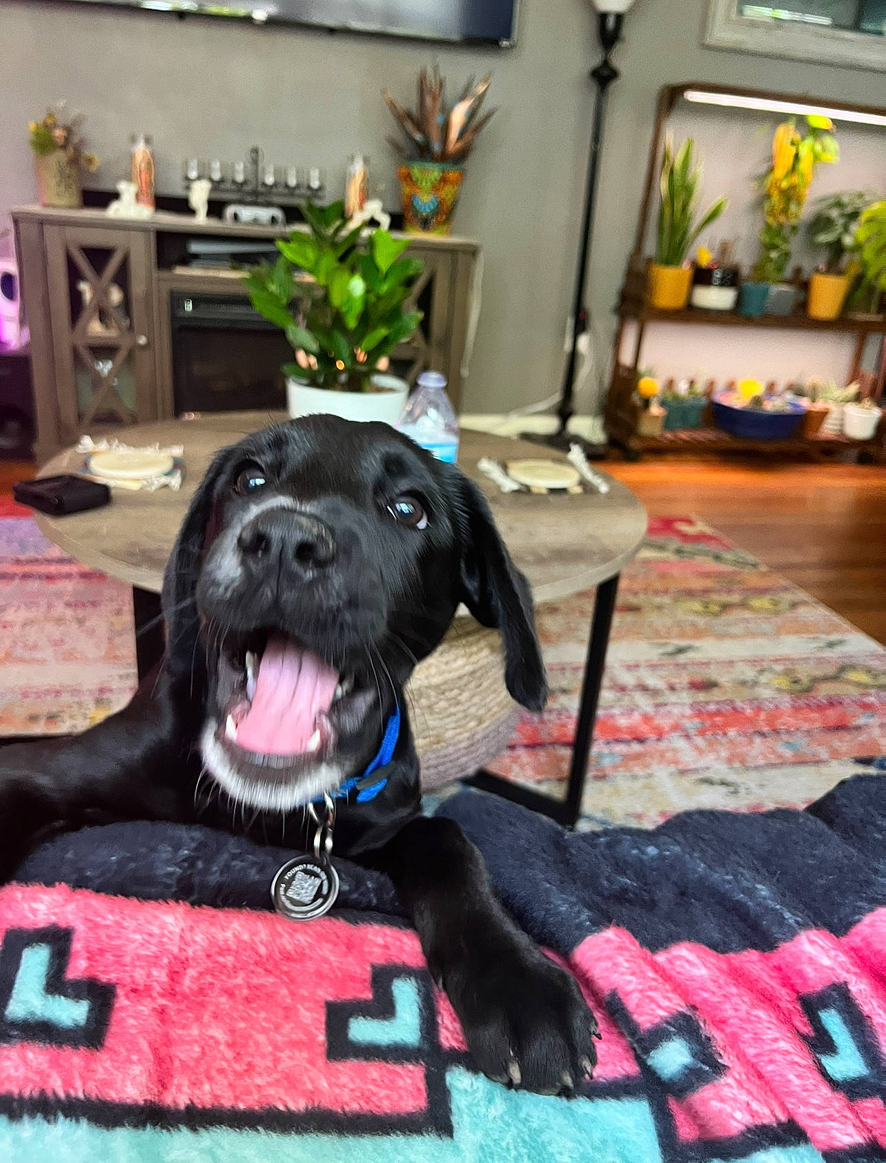 Bubba is registered to the contest to win money with this photo: cabinetry, carnivore, chair, collar, companion_dog, dog, dog_breed, dog_collar, dog_supply, event, fawn, flooring, guard_dog, houseplant, pet_supply, picture_frame, plant, snout, sporting_group, table