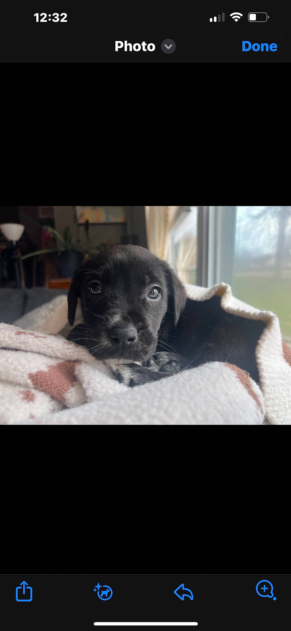 Bubba is registered to the contest to win money with this photo: borador, canidae, carnivore, comfort, companion_dog, dog, dog_breed, fur, guard_dog, linens, monochrome_photography, non_sporting_group, sitting, snout, sporting_group, whiskers, winter, working_animal