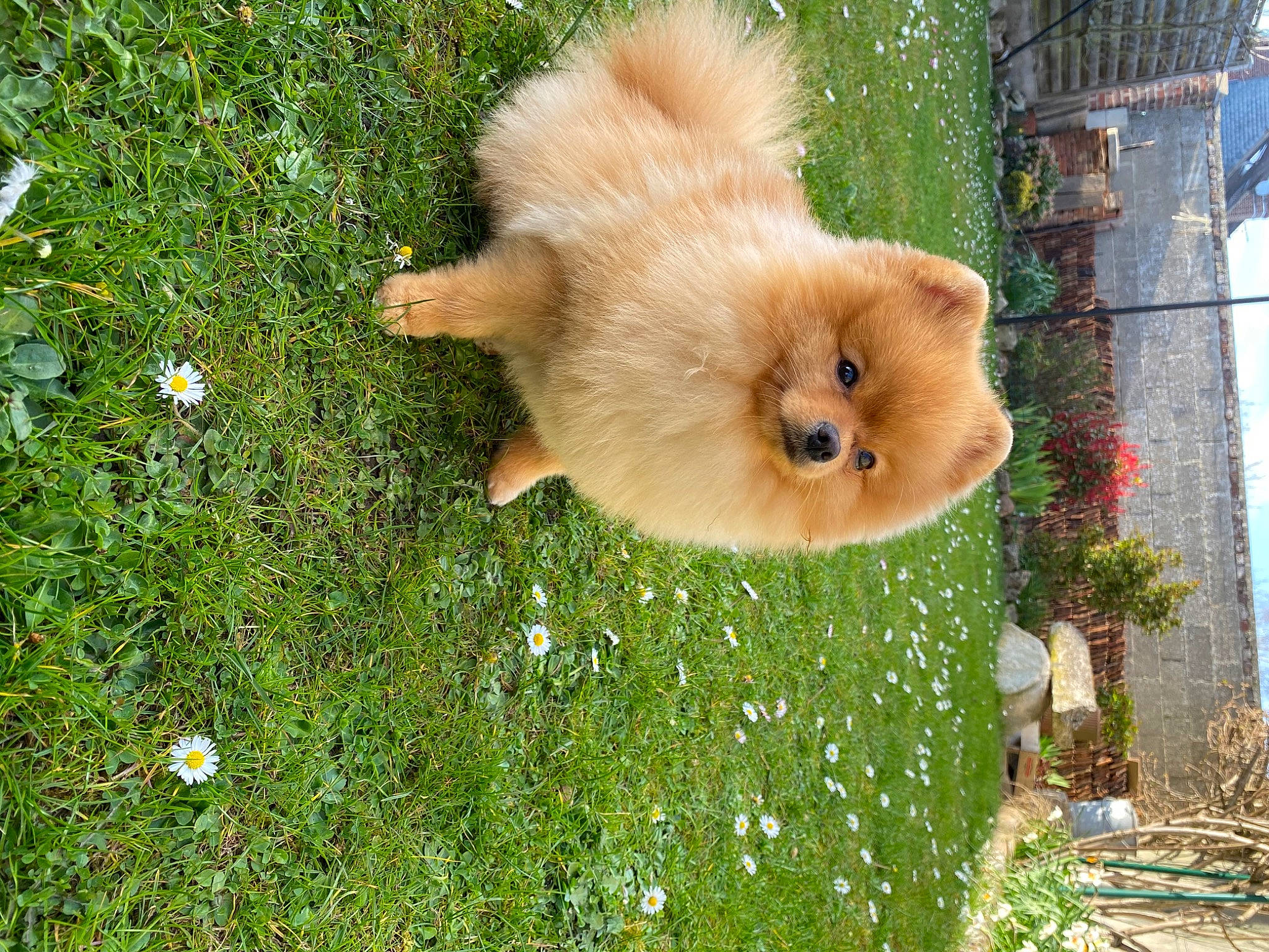 Rio participe au concours pour gagner de l'argent avec cette photo : canidae, carnivore, companion_dog, dog, dog_breed, fawn, felidae, german_spitz, german_spitz_klein, german_spitz_mittel, grass, plant, rodent, snout, spitz, sporting_group, tail, tree, whiskers, working_animal