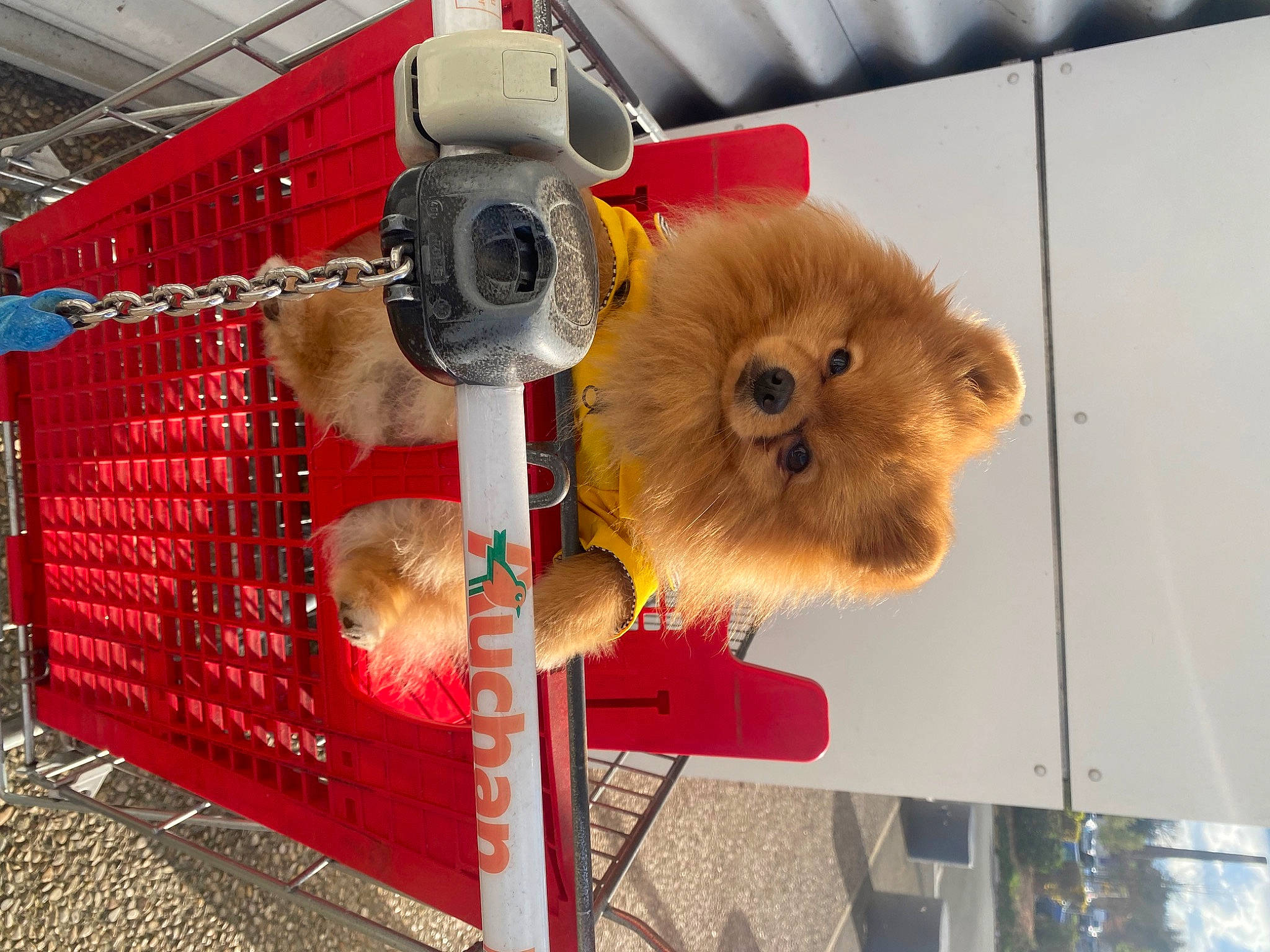 Rio participe au concours pour gagner de l'argent avec cette photo : baby_toys, fur, mammal, plush, snout, stuffed_toy, teddy_bear, terrestrial_animal, toy, vertebrate, working_animal