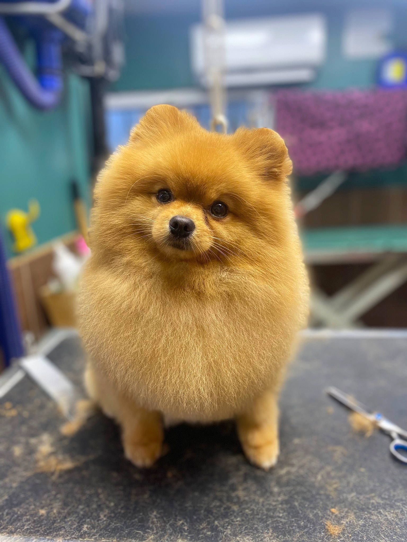 Rio a rejoint le concours — aidez-le/la à gagner de superbes lots ! ancient_dog_breeds, canidae, carnivore, companion_dog, dog, dog_breed, fawn, flooring, fur, german_spitz, german_spitz_klein, non_sporting_group, road_surface, snout, spitz, tail, terrestrial_animal, toy_dog, whiskers