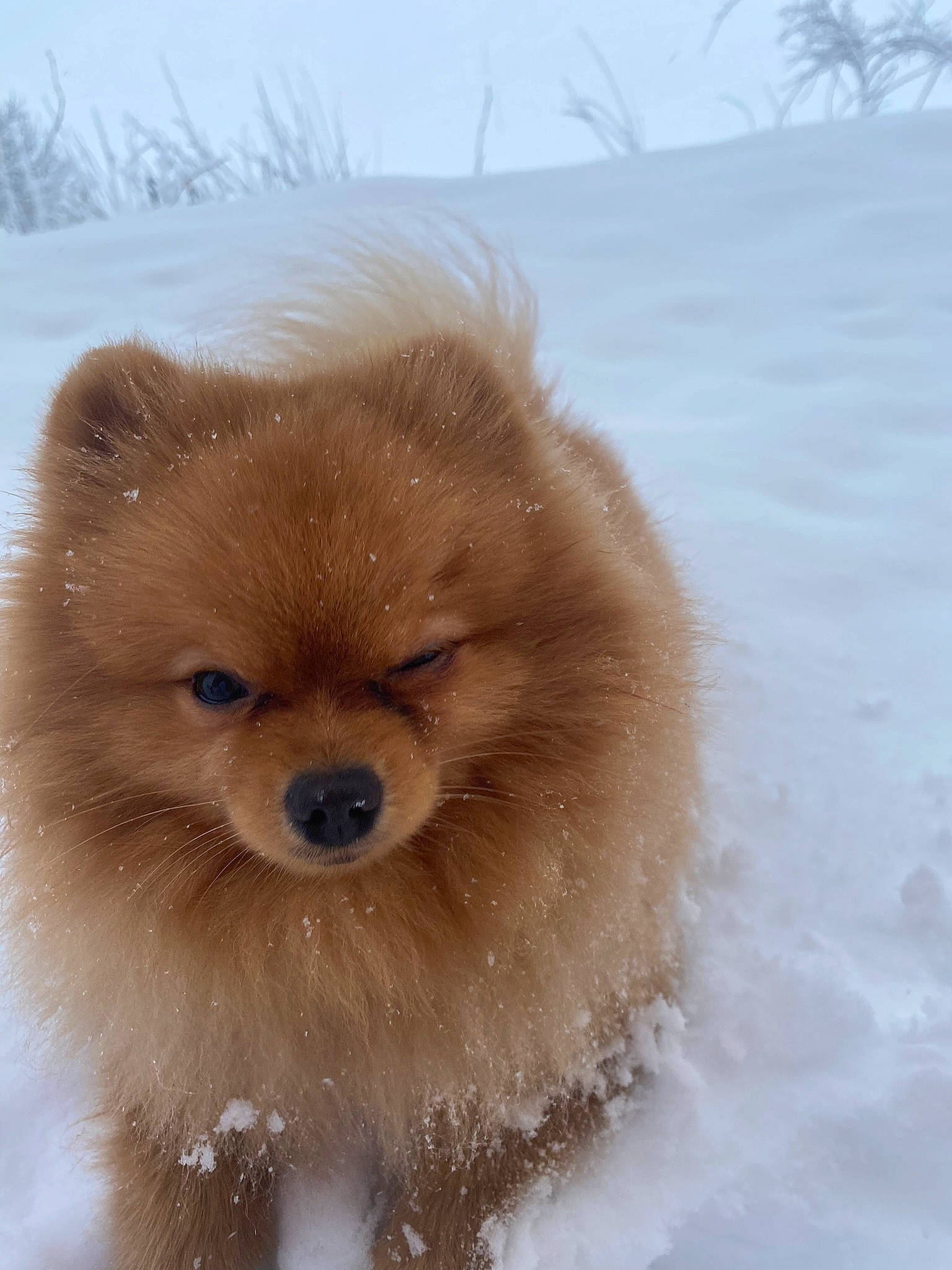 Rio participe au concours pour gagner de l'argent avec cette photo : canidae, carnivore, companion_dog, dog, dog_breed, eye, fawn, freezing, fur, german_spitz, german_spitz_klein, liver, snout, snow, spitz, sporting_group, toy_dog, whiskers, winter, working_animal
