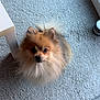 Toby participe au concours pour gagner de l'argent avec cette photo : animal, carpet, companion, curious, cute, dog, domestic, floor, fluffy, furniture, home, indoor, lamp_base, looking_up, natural_light, pet, pomeranian, small_dog, table_leg, window