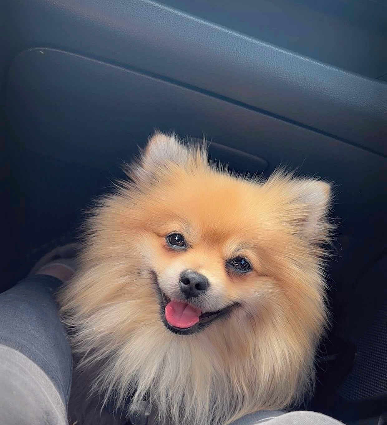 Toby