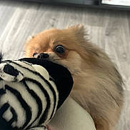 Toby participe au concours pour gagner de l'argent avec cette photo : animal, bite, brown_fur, close_up, companion, curious_eyes, cute, dog, domestic, floor, fluffy, fun, furniture, home, indoor, pet, playful, plush, toy, zebra_pattern