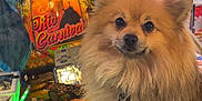 Toby participe au concours pour gagner de l'argent avec cette photo : animal, arcade_machine, background, bright_lights, closeup, colorful, cute, dog, expression, fluffy, gaming, indoor, leash, pet, playful, pomeranian, retro, stool, tokens, vintage