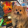 animal, arcade_machine, background, bright_lights, closeup, colorful, cute, dog, expression, fluffy, gaming, indoor, leash, pet, playful, pomeranian, retro, stool, tokens, vintage