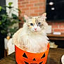 cat, fluffy_cat, blue_eyes, pumpkin_bucket, orange, halloween, table, indoor, plant, brick_wall, furniture, cute, pet, animal, closeup, domestic_cat, sitting, face, whiskers, fur