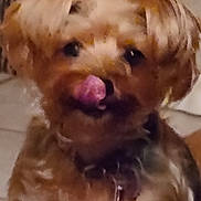 Bella is registered to the contest to win money with this photo: dog, puppy, fluffy, tan_and_white, close_up, portrait, pet, animal, face, eyes, nose, pink_tongue, fur, long_hair, indoors, sitting, cute, alert, brown, white