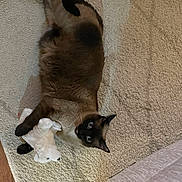 Cookie joined the competition — help win amazing prizes! siamese_cat, cat, stuffed_animal, toy, carpet, beige, indoor, pet, animal, feline, fur, wide_eyes, lying_down, clutching, plush, home, living_room, curious, cozy, couch