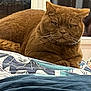 cat, brown_cat, pet, animal, indoor, feline, fur, whiskers, bed, blanket, window, resting, cute, domestic, closeup, portrait, sleepy, relaxed, cozy, house