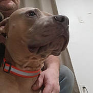 Kai is registered to the contest to win money with this photo: animal, brown_dog, casual, close_up, collar, curtain, dog, domestic_animal, door, hand, headphones, human, indoor, man, person, pet, portrait, seated, short_hair, wall